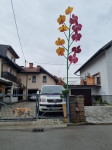 Mlaj Rožica