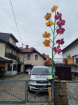 Mlaj rožica