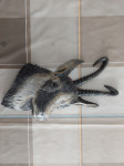 PLAKETA KOZOROG,PROFILNI RELIEF GLAVE KOZOROGA IZ ALUMINIJA,LOVEC,