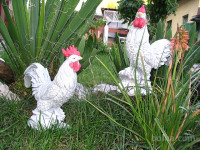 Prodam petelina
