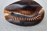 Školjka 8cm Mauritiana