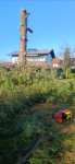 Arboristika, arboristični posek dreves v urbanem okolju
