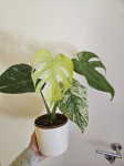 Monstera Mint Variegata
