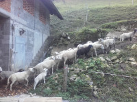 Ovčja volna, zastirka, vrt