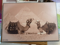 Slika egiptovske piramide in kamele