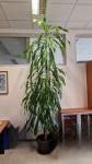 Sobna rastlina - Drevo življenja Yucca (3,1m)