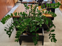 Sobna rastlina - Zamija (1m)