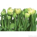 Stenska tapeta Komar 368x254cm tulipani