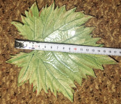 UNIKATNI LIST TRTE IZ KERAMIKE