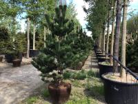 BOR-Pinus (Austriaca in Oregon green) različne vrste BOROV