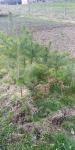 Bor pinus pineaster