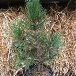 Bosanski bor (Pinus heldreichii)