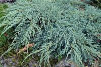 BRIN različne vrste in velikosti (Juniperus "Blue Chips, Schlager....)