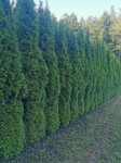 Ciprese thuja smaragd