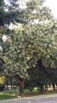 Japonska sofora (Sophora japonica)