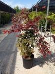 JAPONSKI JAVORJI-Acer Palmatum (rdečelistni, zelenolistni,barvni...)