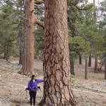 Jeffreyev ali črni ameriški bor (Pinus jeffreyi)