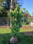 Lovorikovec - Prunus Laurocerasus Rotondifolia