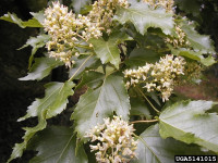 Mandžurski javor (Acer ginnala), Majšperk