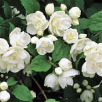 Nepravi jasmin (skobotovec) - Philadelphus 'Virginal', dišeč poln cvet