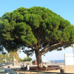 Pinija (Pinus pinea)