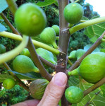 Sadike fige - smokve v loncu - različne velikosti