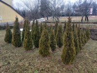 Sadike ciprese velikosti 100cm+