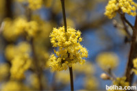 sadike Rumenega drena Cornus mas