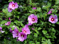 Sadike vrtnega hibiskusa