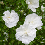 Sirski oslez / hibiskus White Chiffon (Hybiscus syriacus)