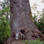 Sitka smreka (Picea sitchensis)