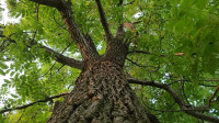 Sivi oreh (Juglans cinerea), sadike