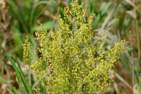 SLADKI PELIN - Artemisia annua - ČAJ (200gx4)