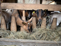 10komadov srnastih koz