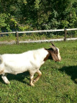 Burska  kozliča prodam