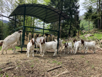 Burski kozlički, kozli z rodovnikom in brez