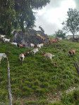 Cerkno