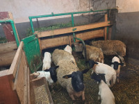 Dorper ovce - čreda