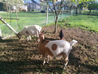 Dve kozi manjše sorte