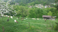 Odrasle koze za rejo - ekološko vzrejene