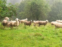 Jezersko-solčavske ovce