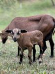 Kamerunske ovce, čistokrvne, eko certifikat 90,00 eur