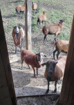 OVCE, Kamerunske ovce