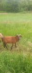 Kamerunske ovce / ovni