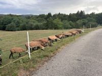 Kamerunske ovce, ovni