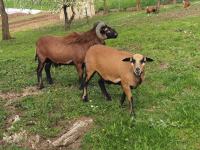 Kamerunske ovce,ovne