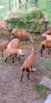 Kamerunsko ovčko staro 3 mesece
