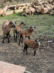 Kamerunske ovce