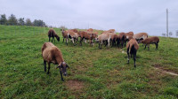 Kamerunske ovce