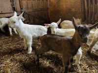 Kozlicki beli, SAMCKI